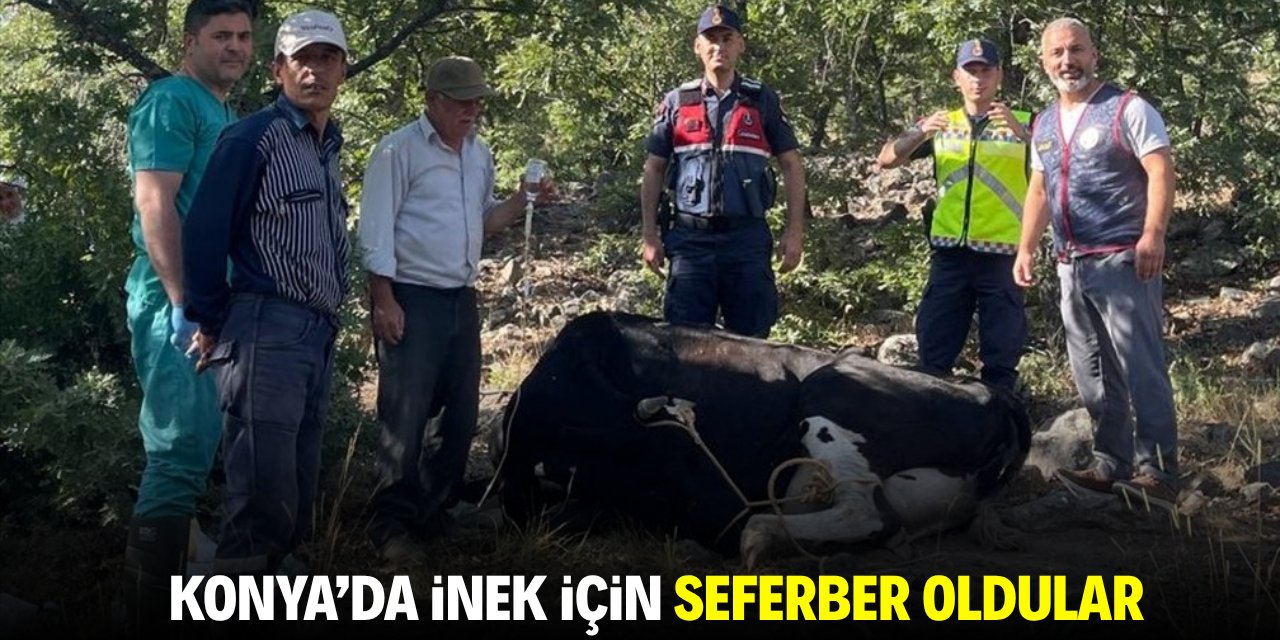 Konya'da inek için seferber oldular