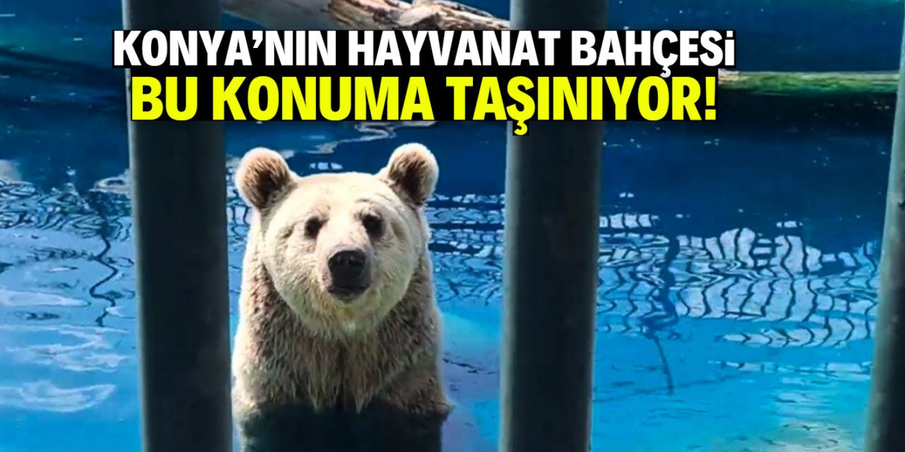 Konya'nın Hayvanat Bahçesi taşınıyor! İşte yeni konumu