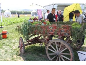 Bursa’da ‘beşirli 77 Kırmızı Soğanı’ Yetiştirilecek