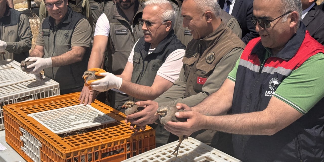 Bu bölgeye yüzlerce keklik bırakıldı! Keneleri yok edecekler