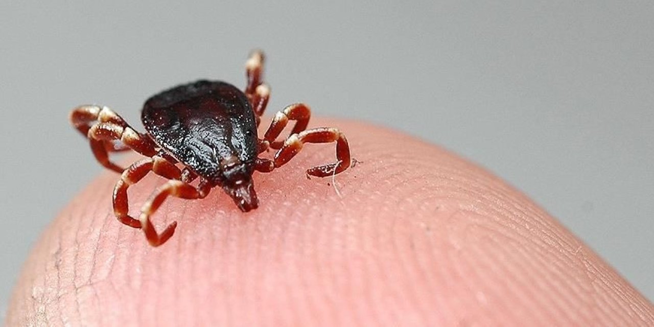 Keneden erken ve doğru müdahale kurtarıyor