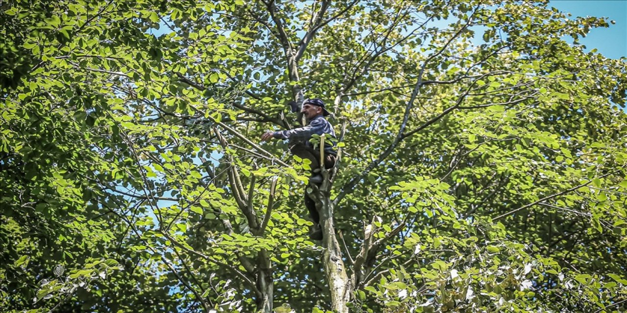 Bursa'daki ıhlamur ormanlarının verimi yüz güldürdü
