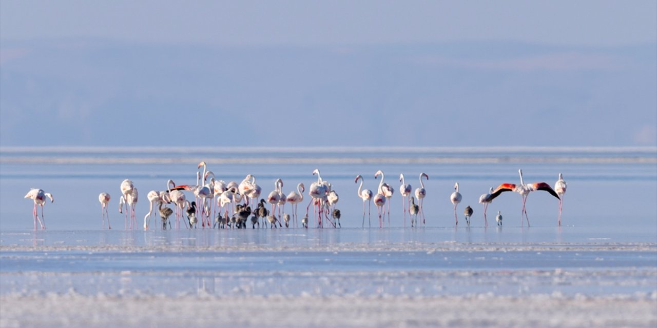Tuz Gölü'ne açılan sondaj destekli kanal, flamingolara can suyu oldu
