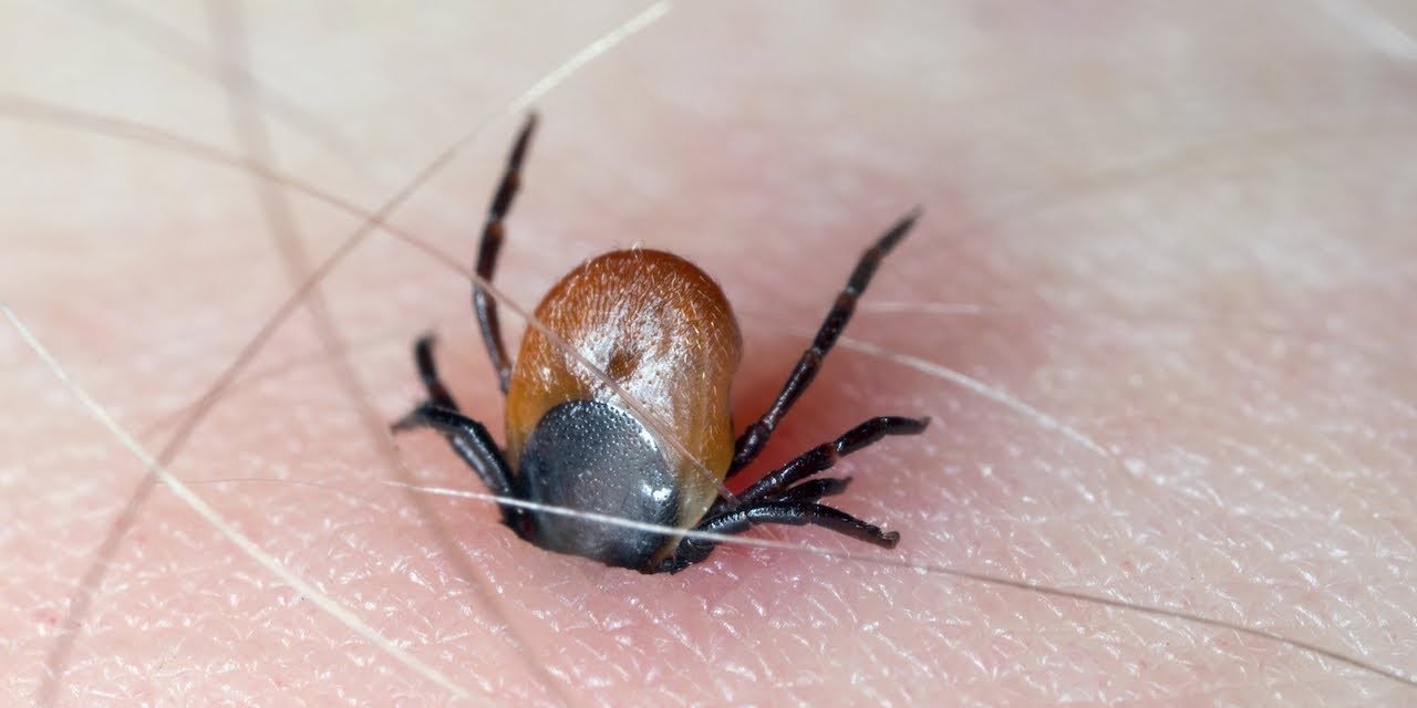 Konyalılara kene uyarısı!