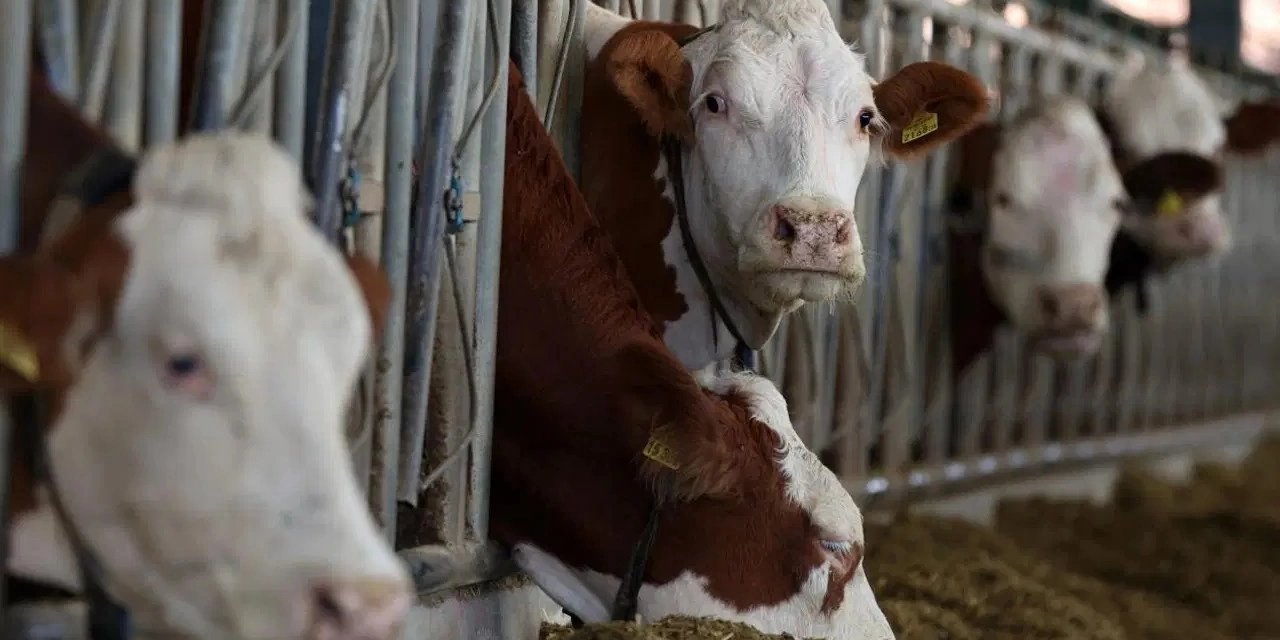 'Şap hastalığını  tedbirlerle atlatacağız'