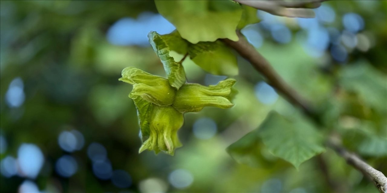 Düzce, AB ülkelerine yılın ilk yarısında 13 bin 461 ton iç fındık ihraç etti