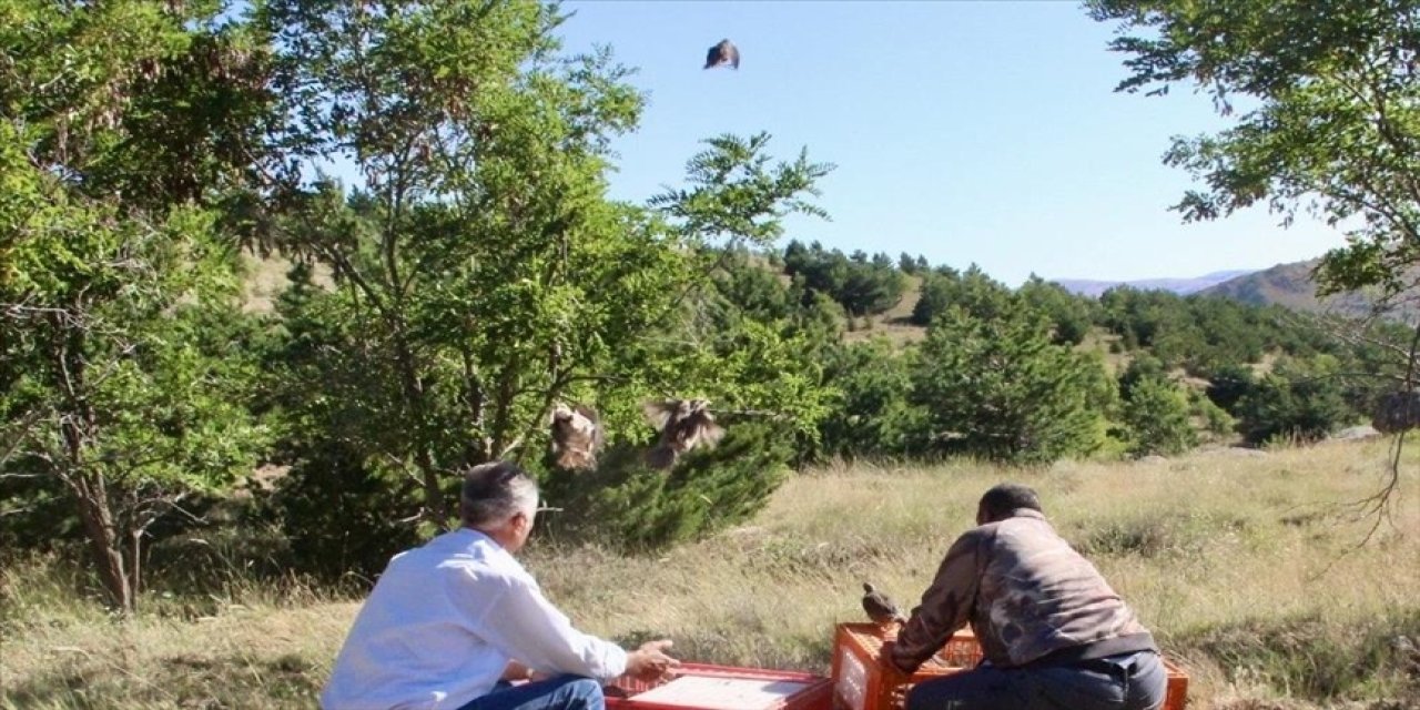 600 kınalı keklik doğaya bırakıldı