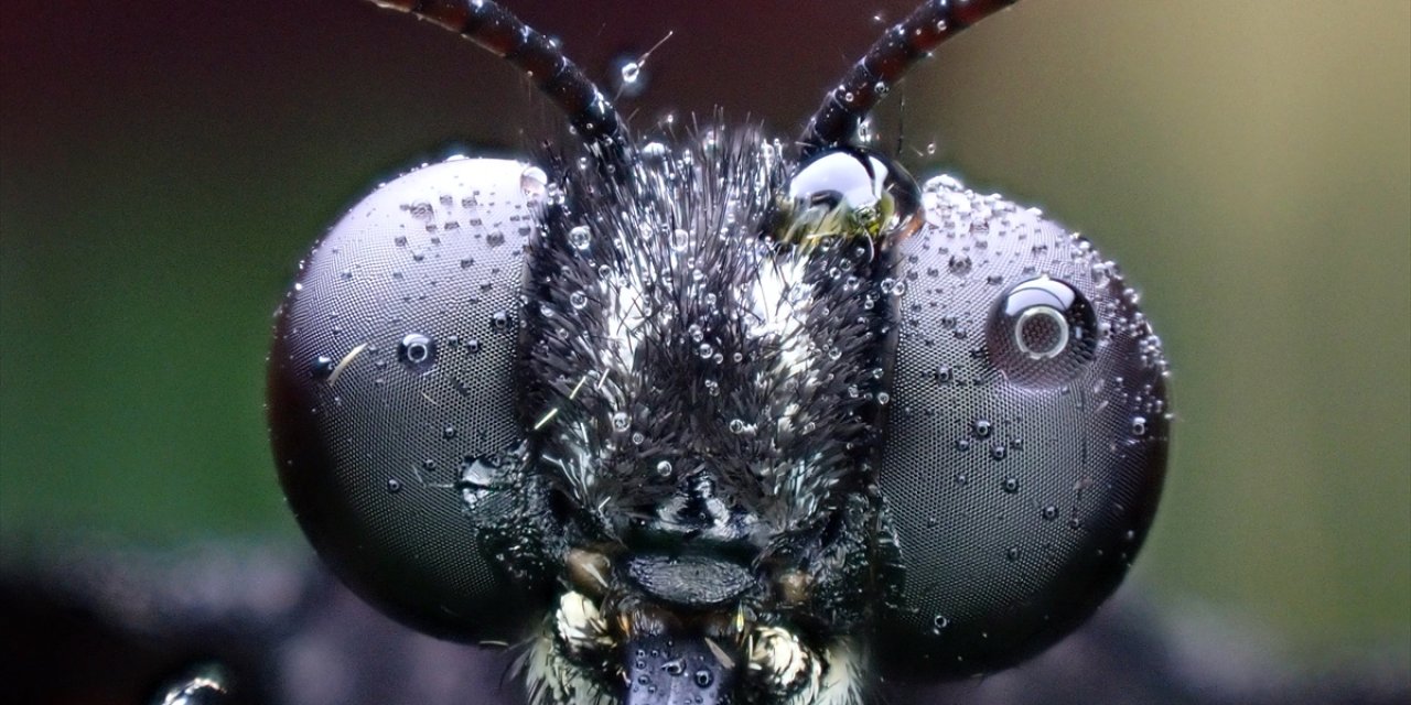 Kelebek makro objektifle yakından görüntülendi