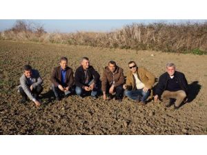 Çukurova Son 15 Yılın En Kurak Mevsimini Yaşıyor, Buğdaylar Topraktan Çıkamadı