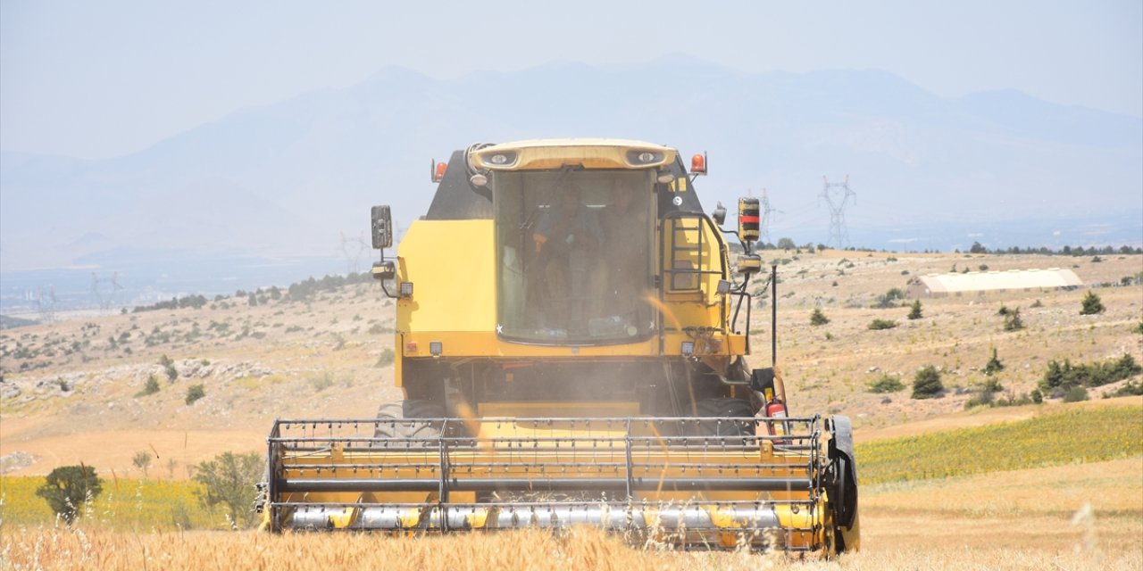 Yerli tohum kullanılan buğday tarlasında hasat heyecanı