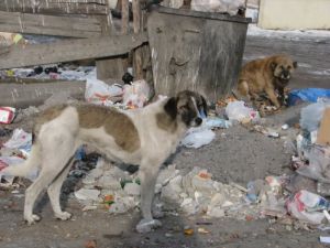 Gölede Başıboş Köpeklerin Tehlikesi