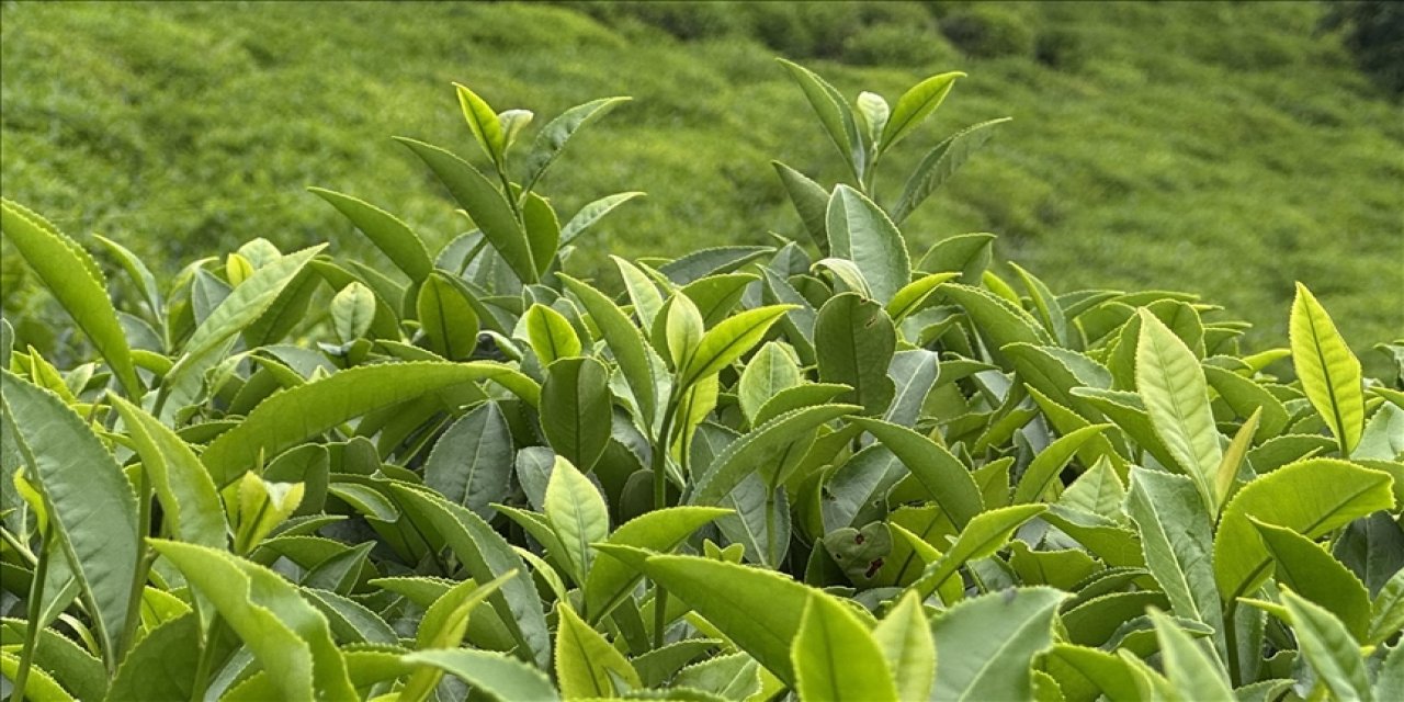 ÇAYKUR piyasaya mavi yemişli çay sunmaya hazırlanıyor