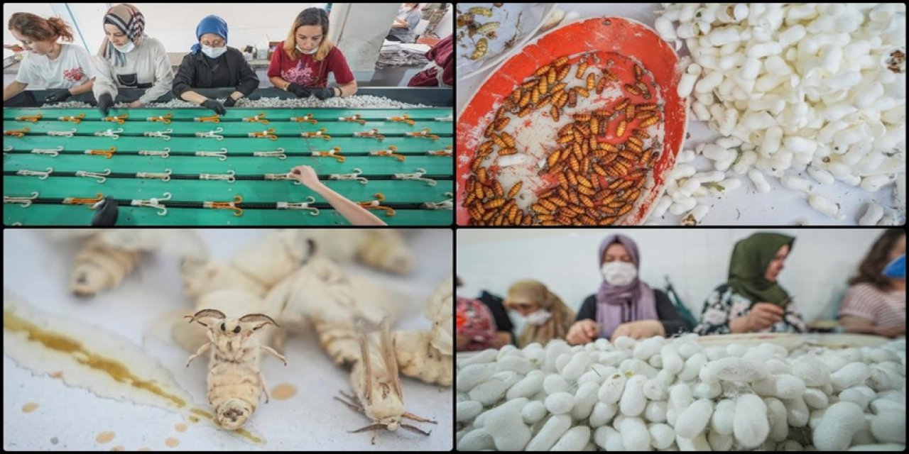Türkiye'nin ipek böceği yumurtası ihtiyacının tamamı Bursa'daki merkezden sağlanıyor