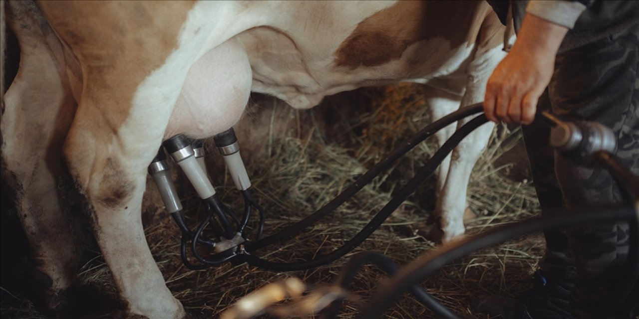 Toplanan inek sütü miktarı mayısta 999,3 ton oldu