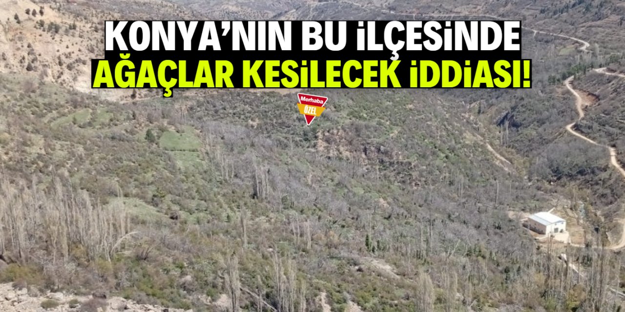 Konya'nın bu ilçesinde halk çok gergin: 50 yaşındaki ağaçlar mı kesilecek?