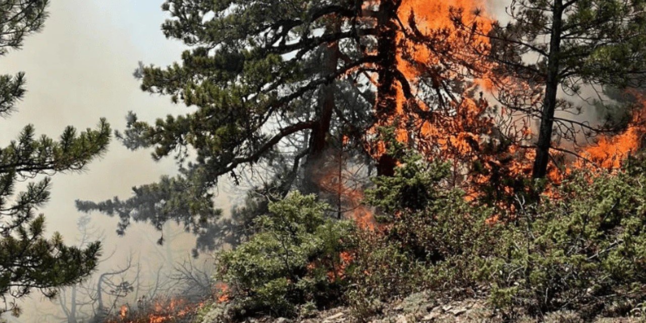 Konya'da çıkan orman yangını kontrol altına alındı