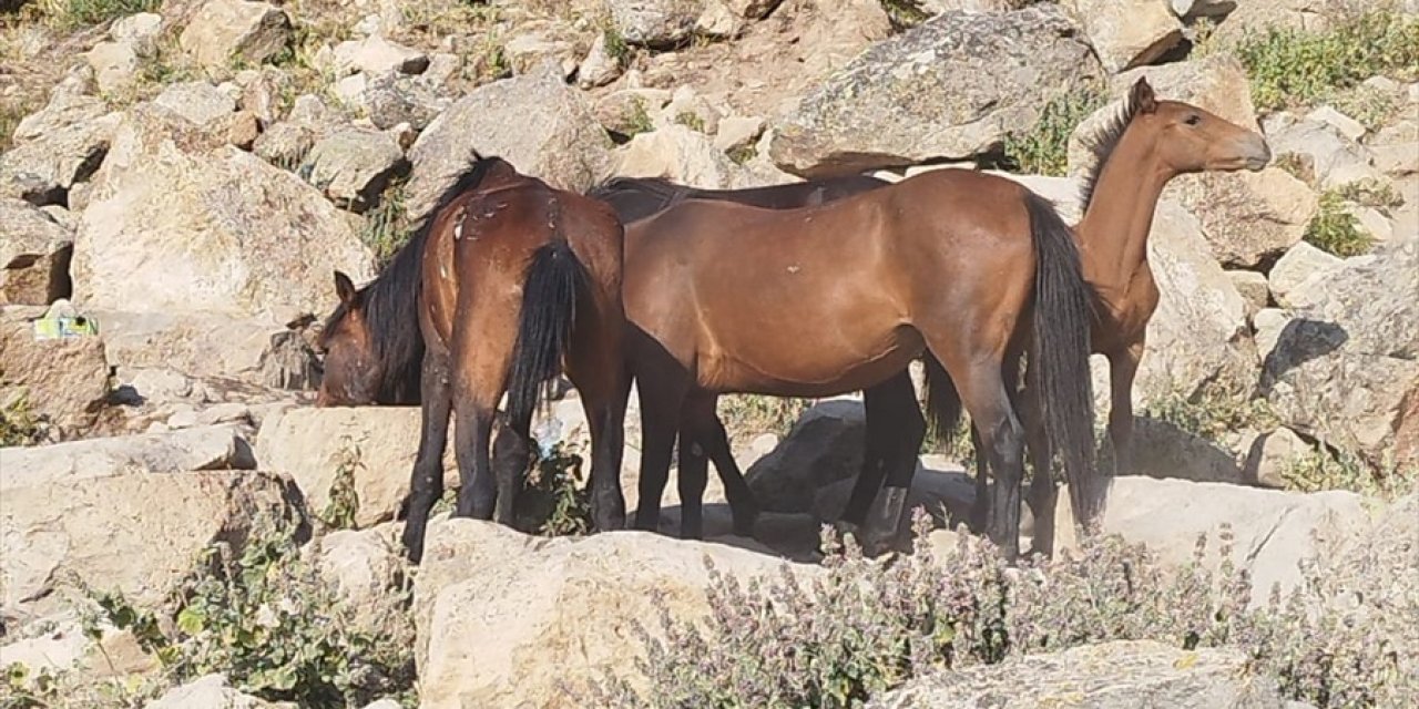 Yılkı atları için tankerle su taşındı