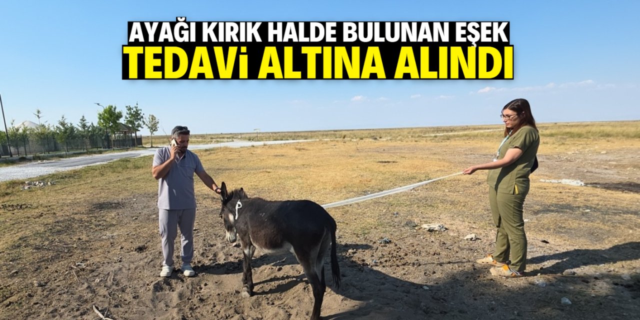Ayağı kırık halde bulunan eşek tedavi altına alındı