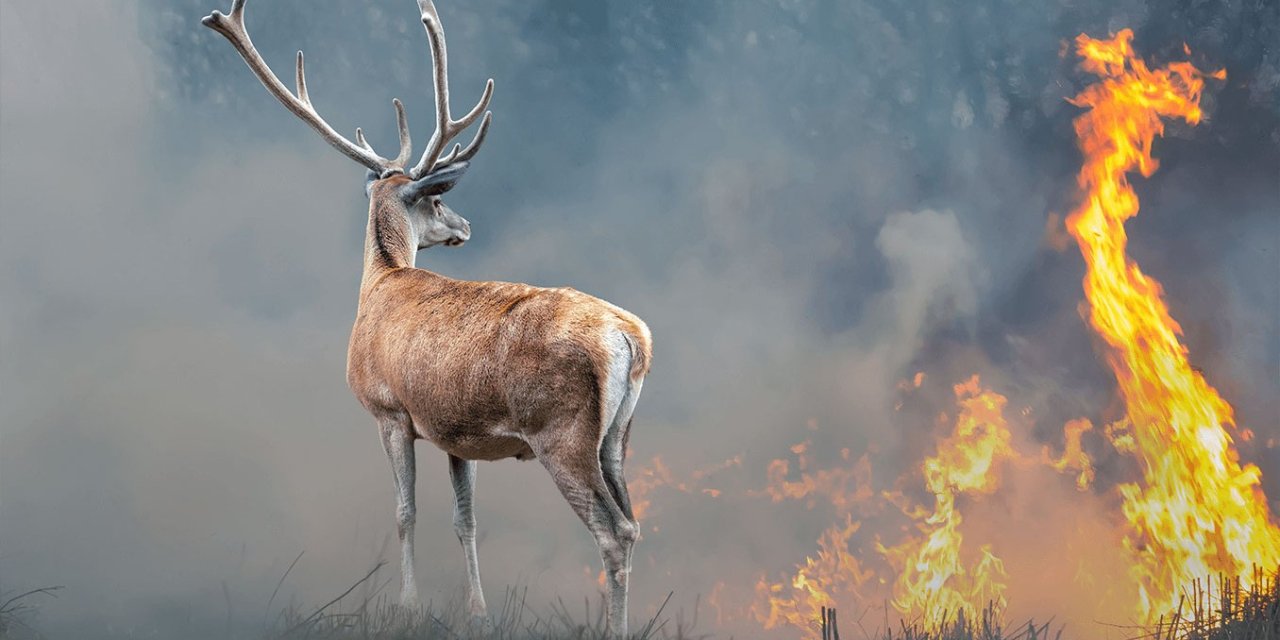 Orman yangınlarında gözaltı sayısı artıyor