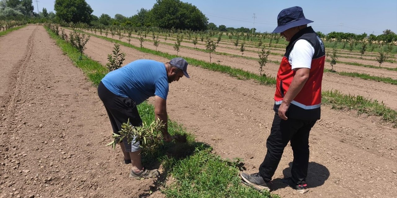Beyşehir'de patates ekili alanlar kontrol edildi