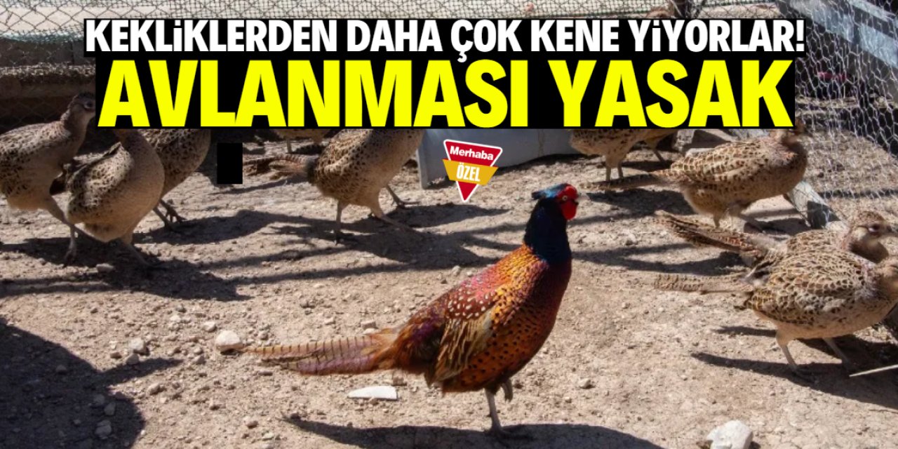 Keklikten daha çok kene yiyen hayvan doğaya bırakıldı! Avlayıp etini yemek yasak