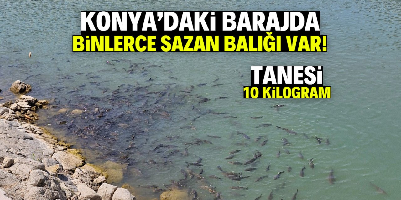 Konya'daki barajda binlerce sazan balığı var! 1 tanesi 10 kilogram