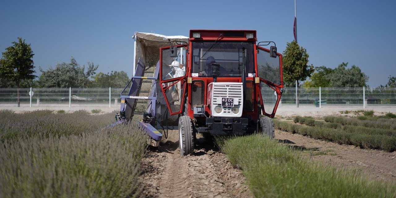 Mor güzelliğin hasadı başladı
