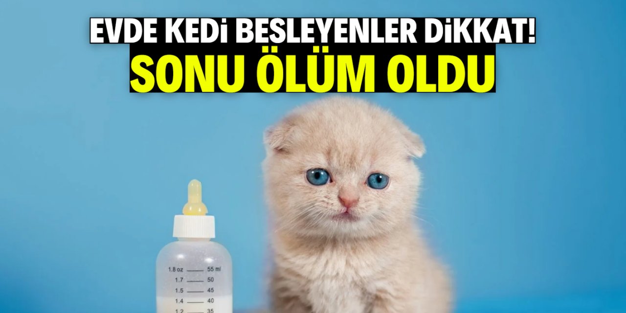 Evde kedi besleyenler dikkat! 10 günlük yaşam savaşını kaybetti