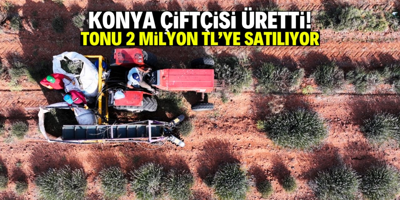 Konya çiftçisi tonu 2 milyon TL olan ürünü satışa çıkardı! Kıraç toprakta yetişiyor