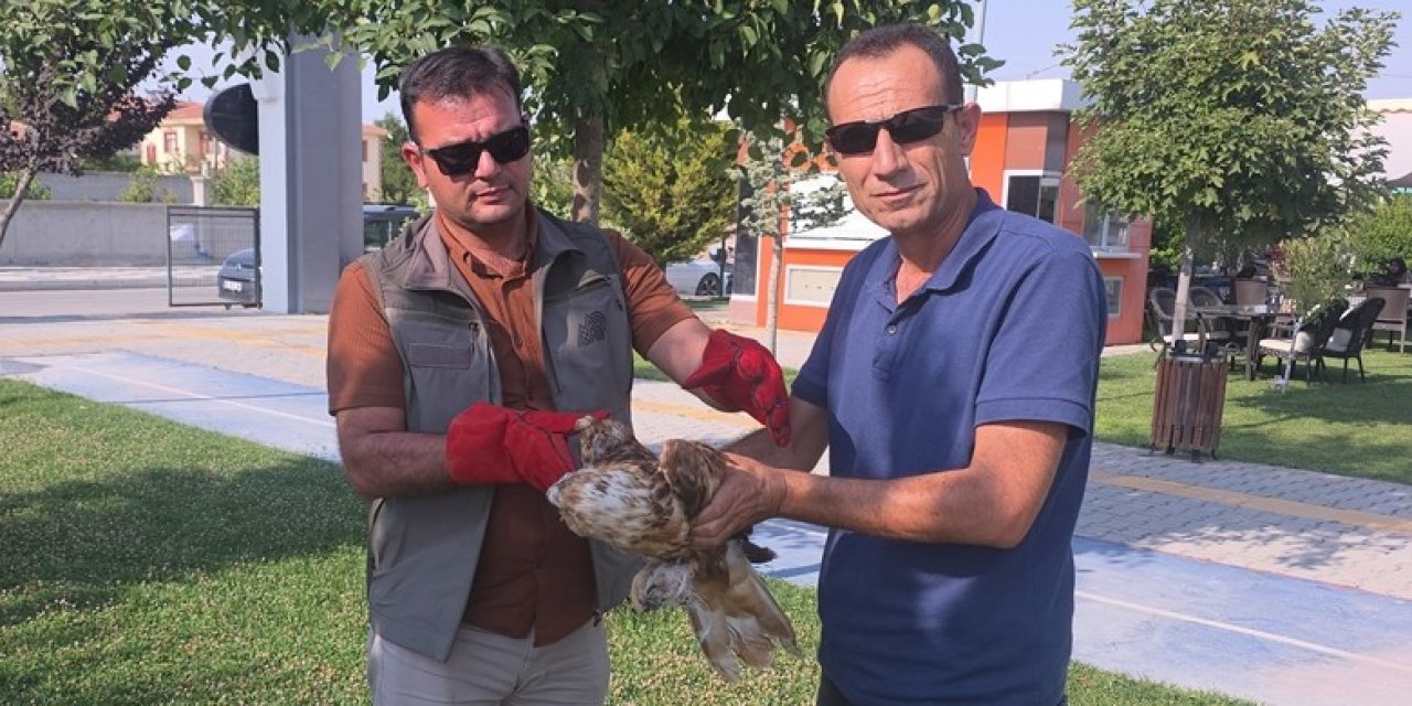 Aksaray'da yaralı kızıl şahin tedaviye alındı