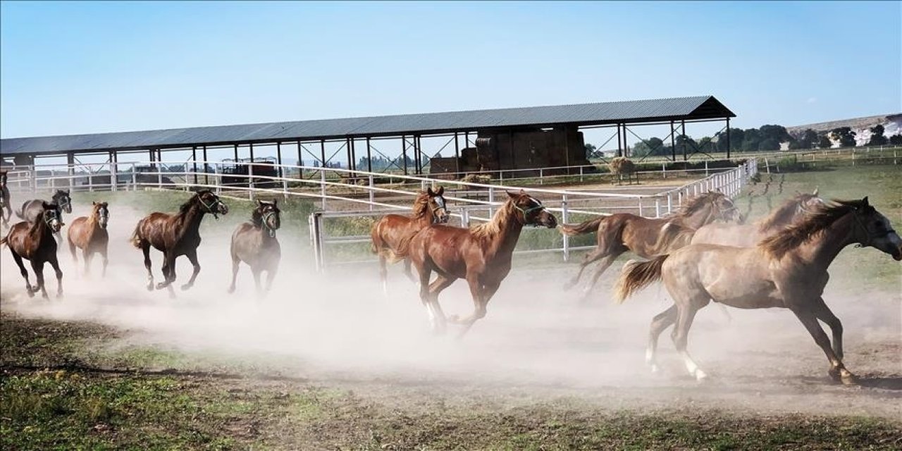 TİGEM'in 68 tayı 45 milyon lira etti