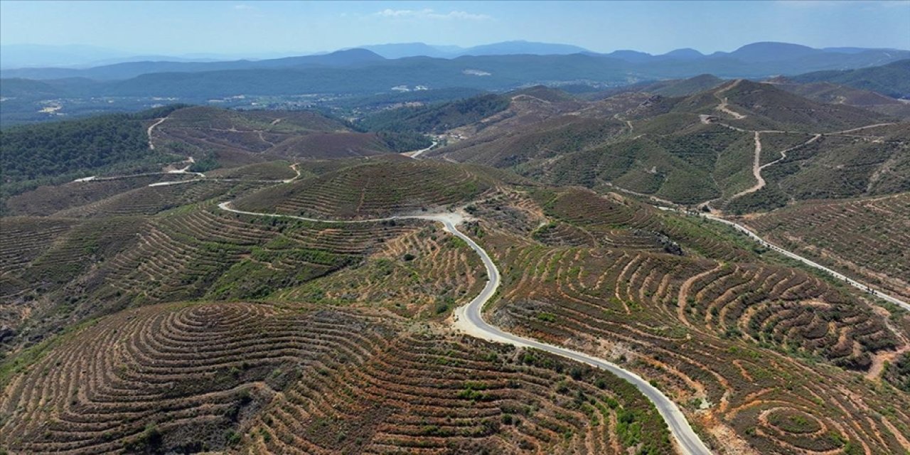 6 yıl önce yanan ormanlık alana dikilen fidanlar 2 metreye ulaştı