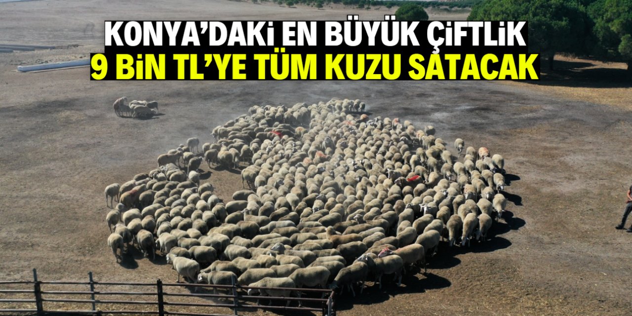 Konya'nın en büyük çiftliği 9 bin TL'ye tüm kuzu satacak! İşte konumu
