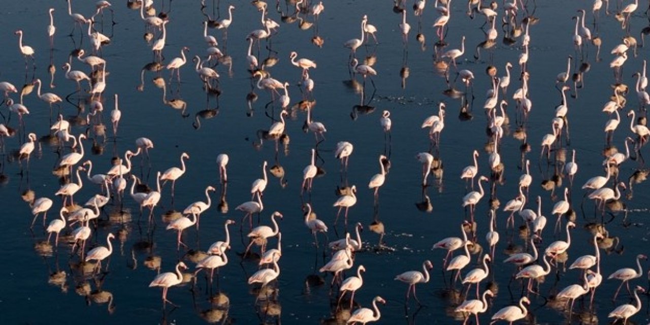 Konya'nın flamingolarından görsel şölen