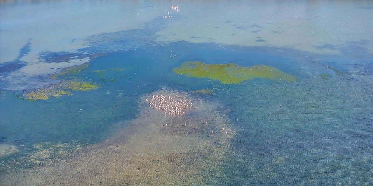 Deniz suyunun ısınması ve kirlilik istilacı yosunların yayılmasına neden oluyor