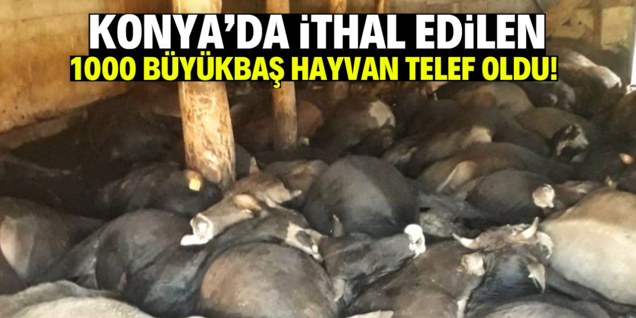 Konya'da ithal edilen 1000 büyükbaş hayvan telef oldu! İşte o konum