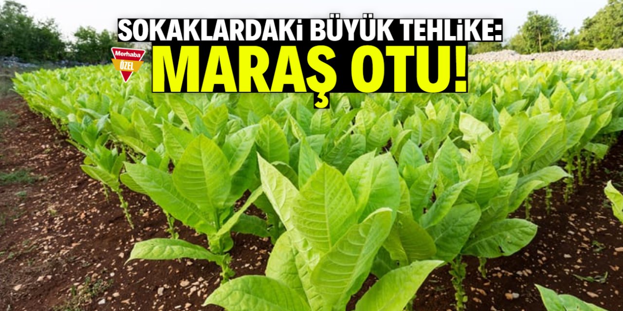 Sokaklardaki gizli tehlike: Maraş Otu!