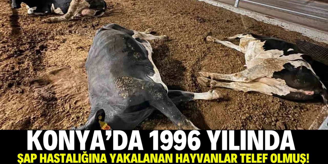Konya'da 1996 yılında şap hastalığına yakalanan hayvanlar telef olmuş!