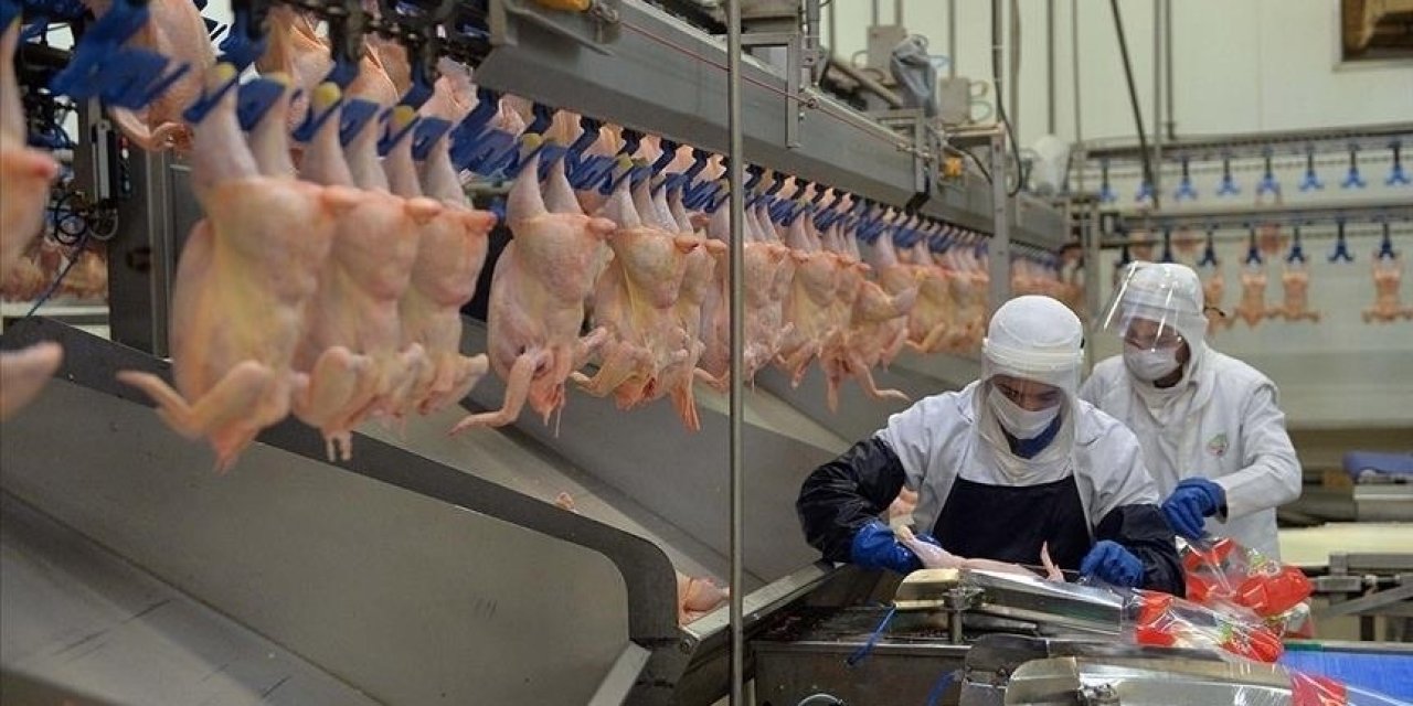 Türkiye'de tavuk eti üretimi arttı