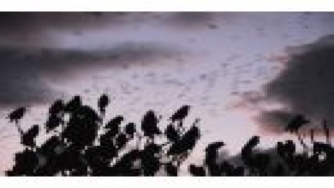 Kuşların muhteşem dansı