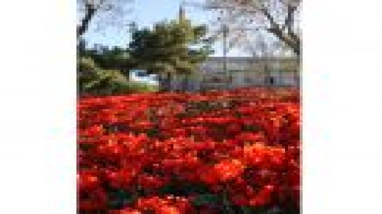 Şehri renklendiren Laleler