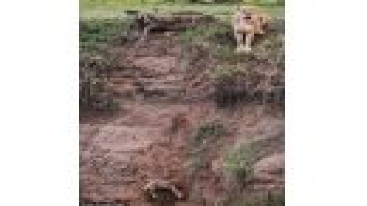 Anne aslanı o anda çektiler!