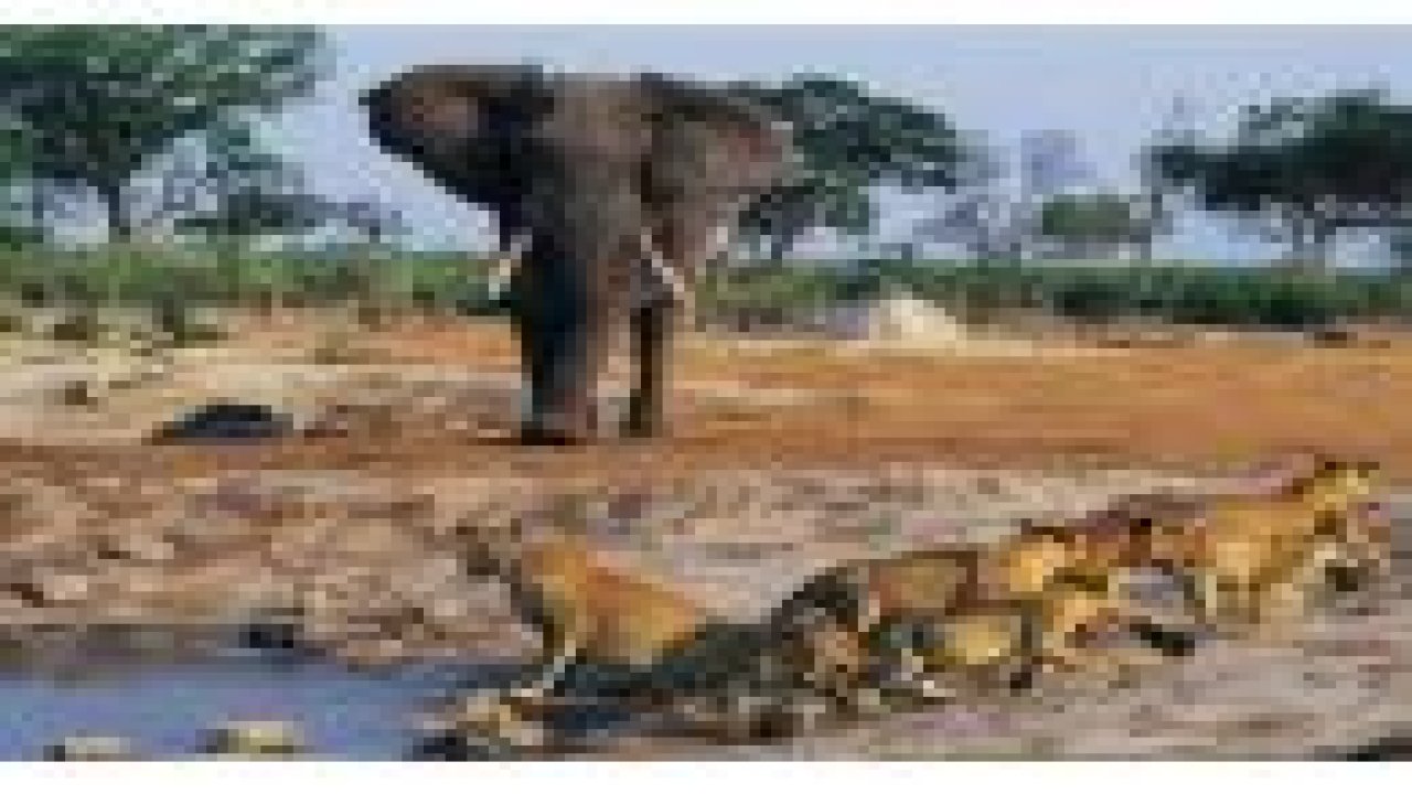 Vahşi doğanın acımasızlığı!