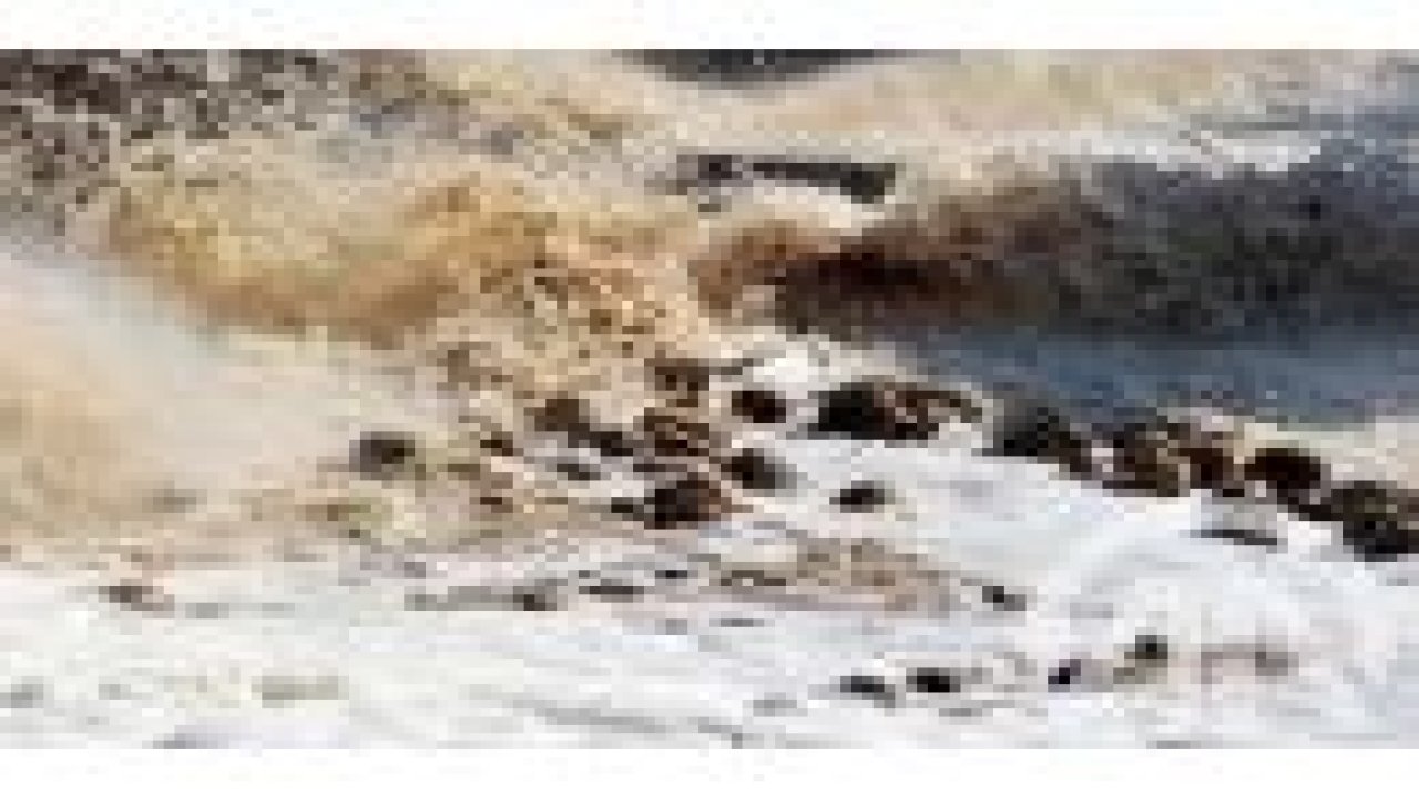 Pancarın şeker oluşu