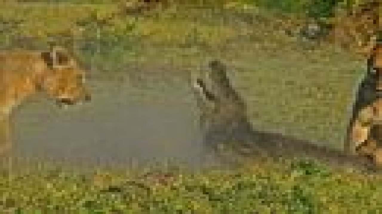 Açgözlü olmanın bedeli