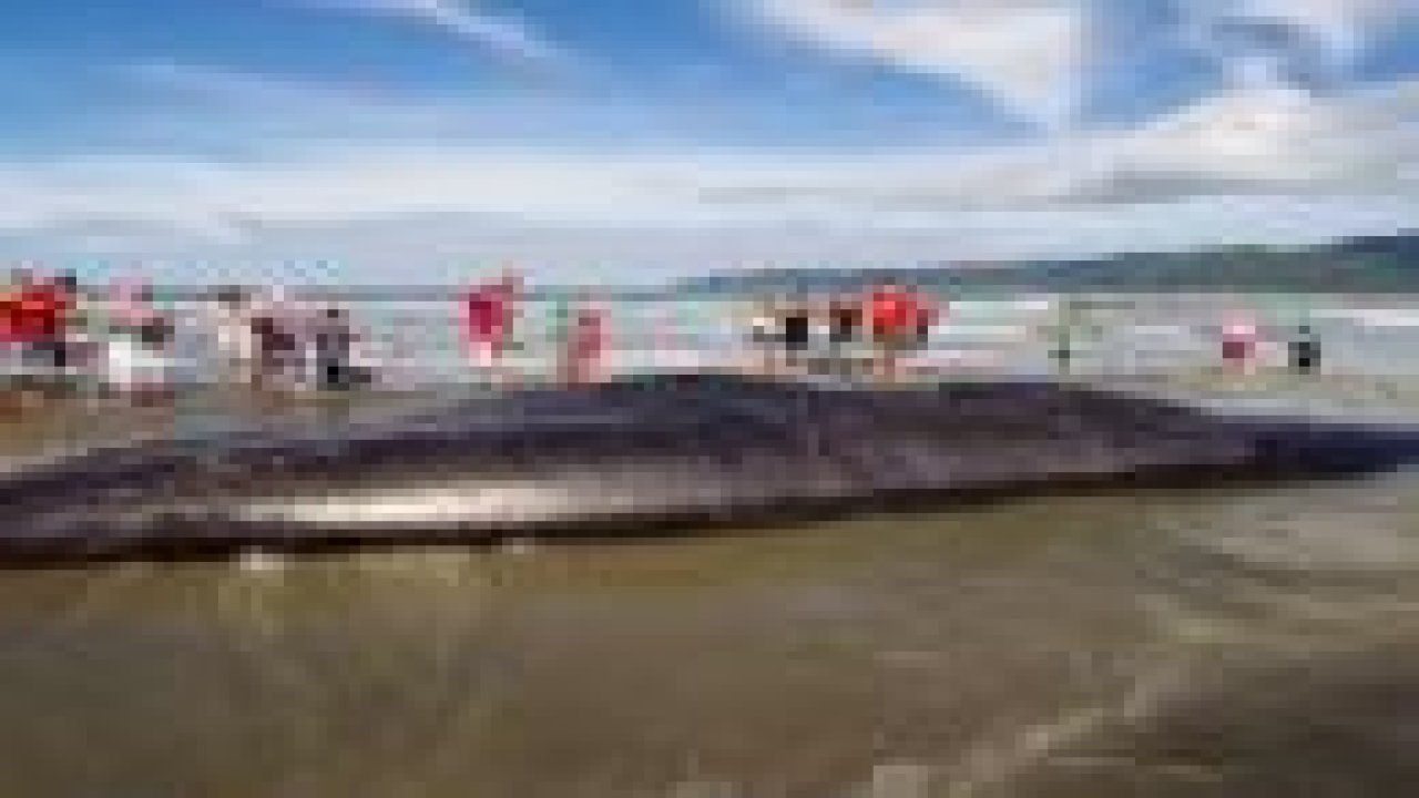 45 tonluk dev kıyıya vurdu