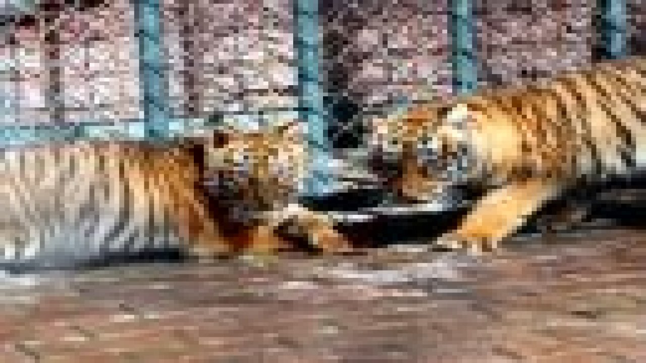 Konyalı Bengal Kaplanı "Teacher", 4+4+4 yaptı