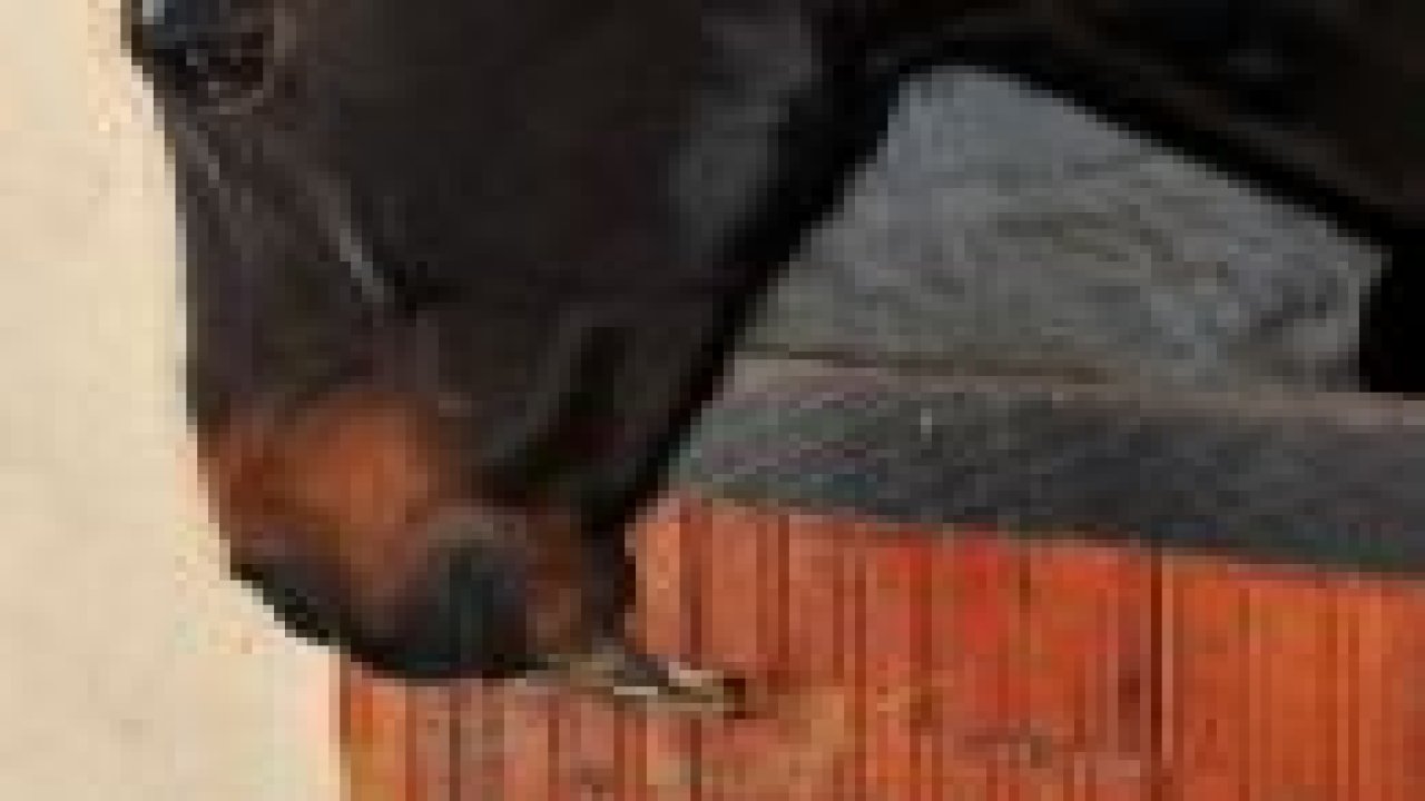 Bu at, ağzıyla kapısını açıyor