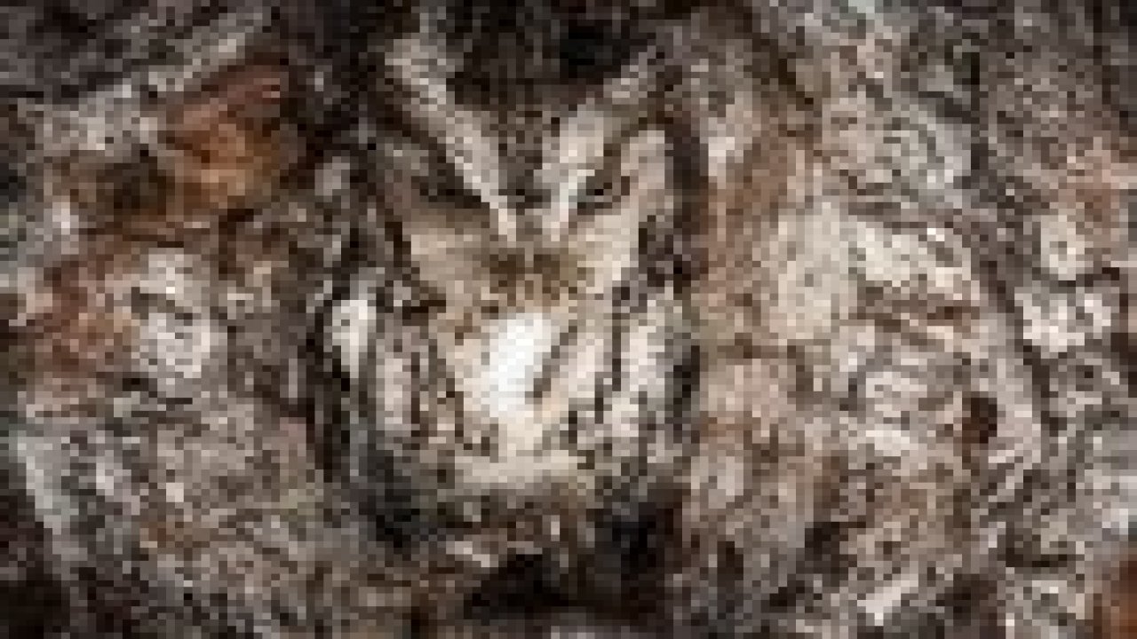 2013'ün en sıradışı fotoğrafları