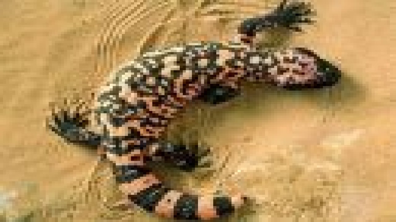 Dünyanın En Zehirli 7 Hayvanı